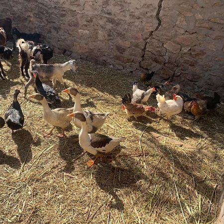 Nubian Farm Aswanヴィラ エクステリア 写真