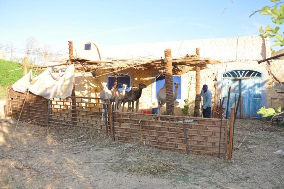 Nubian Farm Aswanヴィラ エクステリア 写真