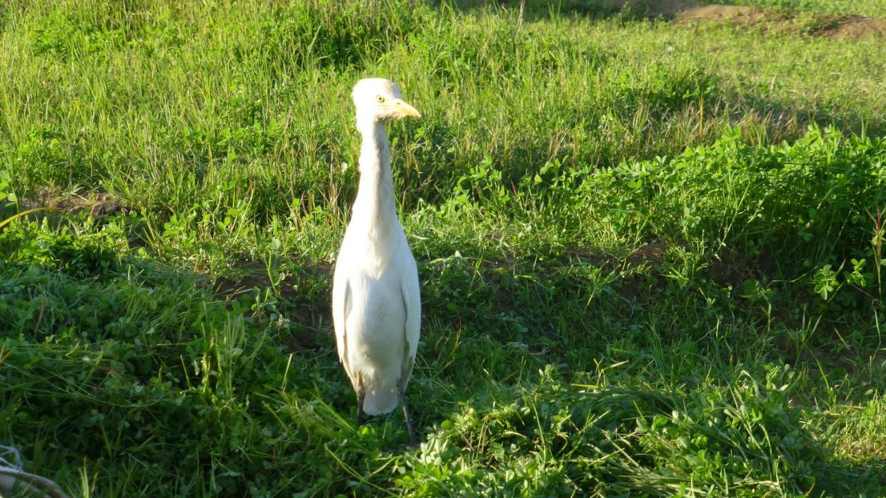 Nubian Farm Aswanヴィラ エクステリア 写真