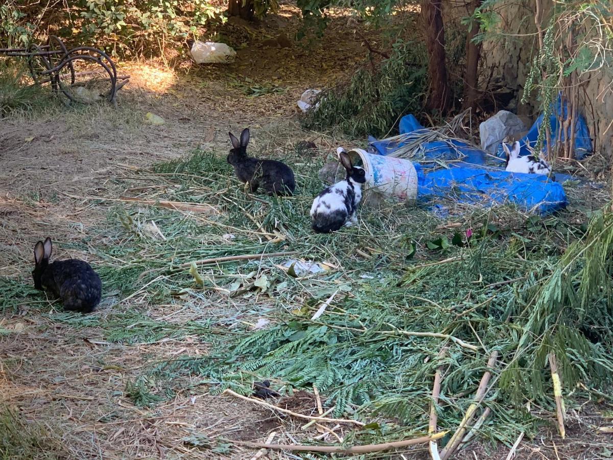 Nubian Farm Aswanヴィラ エクステリア 写真