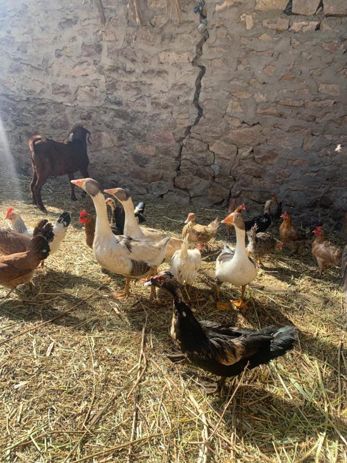 Nubian Farm Aswanヴィラ エクステリア 写真